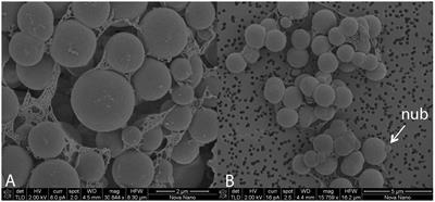 Comparative Genomics of the Genus Methanohalophilus, Including a Newly Isolated Strain From Kebrit Deep in the Red Sea